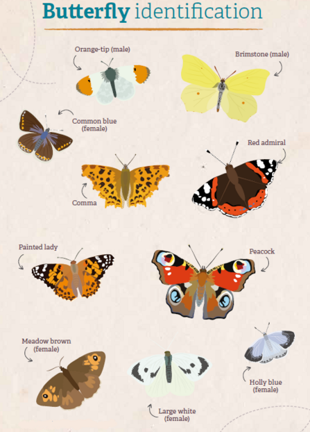 Identify British Butterflies The Wildlife Trusts