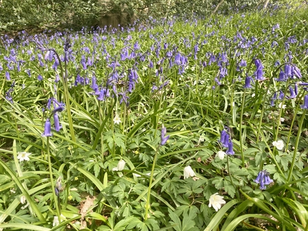 Bluebells in an ancient woodland