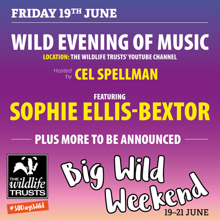 Big Wild Weekend - music night