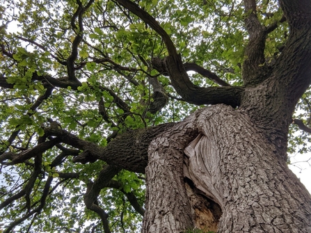 Megan Ramirez Oak Tree