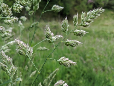 Megan Ramirez Grass