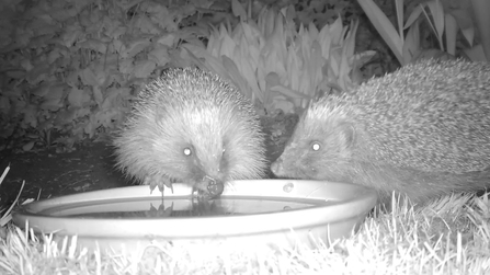 Two hedgehogs caught on a camera trap