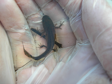 Great crested newt larvae