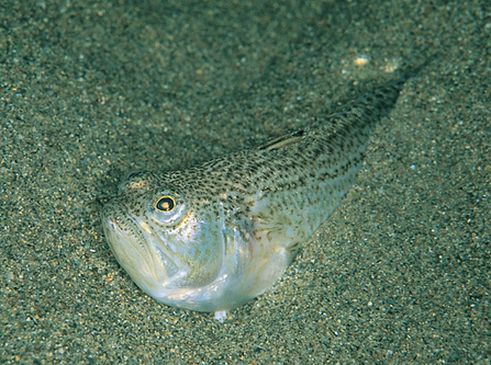 Lesser weever