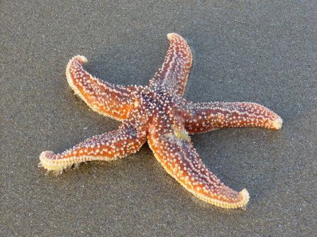 Common starfish  The Wildlife Trusts