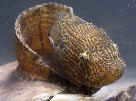 Montagu's sea snail