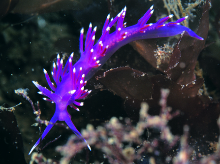 Sea slug Flabellina pedata