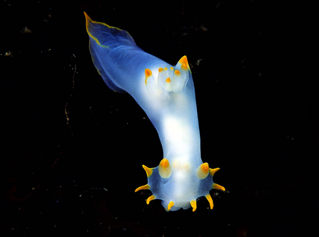 Sea slug Polycera faeroensis