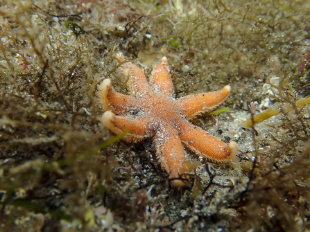 Seven armed starfish