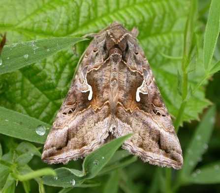 Moth identification shop