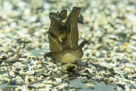 Sea hare