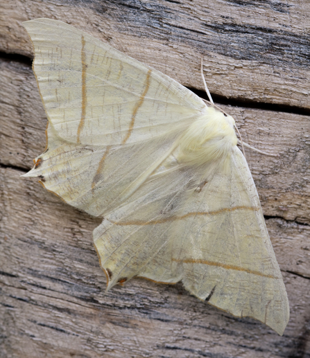 Swallow-tailed moth