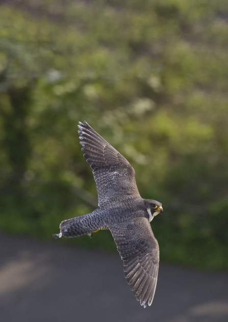 Peregrine falcon © Bertie Gregory 2020VISION