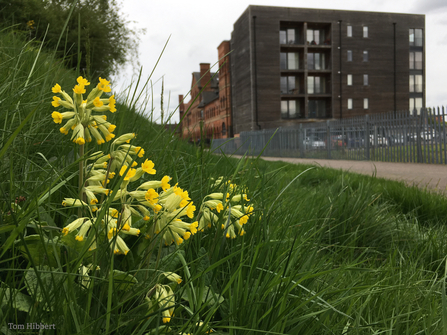 Flats and green space © Tom Hibbert