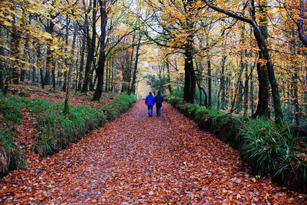Woodland walk (c) Zsuzsanna Bird