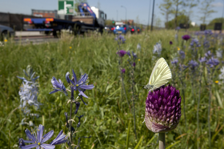 A Sheffield roadside © Paul Hobson