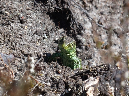 Sand Lizard