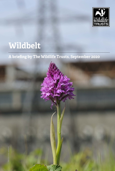 Wildbelt - a briefing document - front cover
