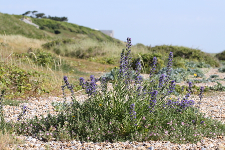 Vegetated shingle at Sizewell beach
