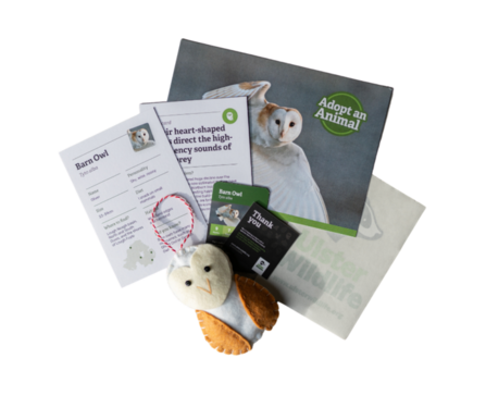 adopt a barn owl wildlife trust