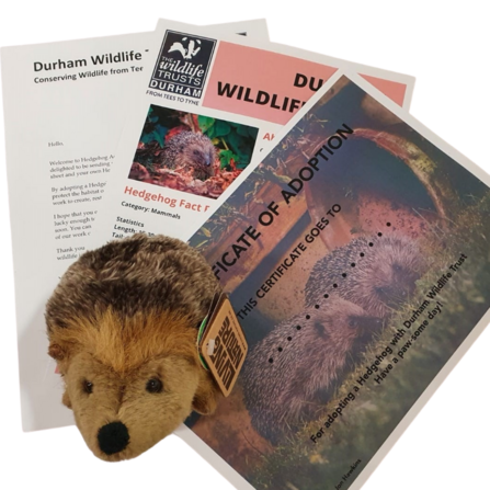 Durham wildlife trust hog