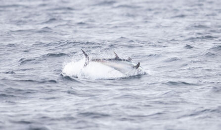 Bluefin tuna