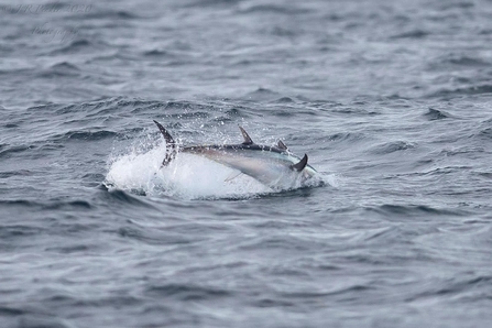 Bluefin tuna in the Isles of Scilly by Joe Pender