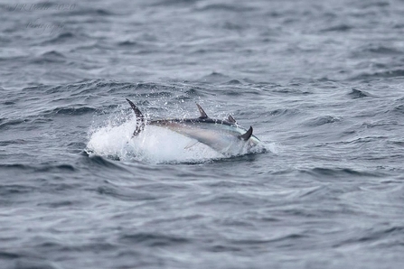 Bluefin tuna in the Isles of Scilly by Joe Pender