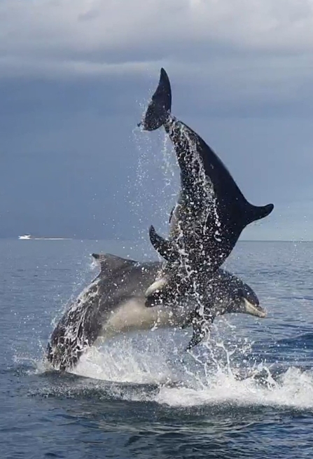 Bottlenose dolphins by Simon Wilcock