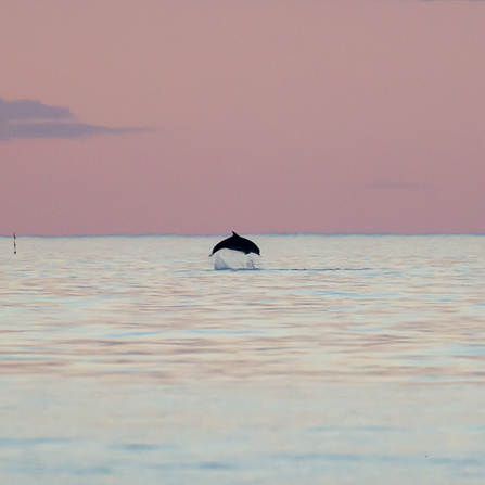 dolphin breaching