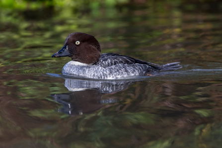 Goldeneye (female)