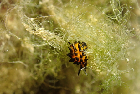 Placida cremoniana, Sacoglossan sea slug by Matt Slater, Cornwall Wildlife Trust