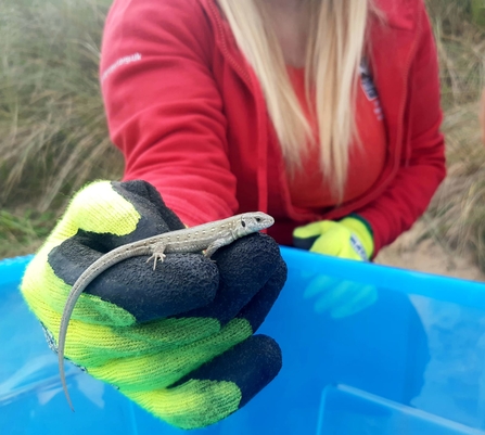 Sand lizard, Fylde Sand Dunes by Amy Pennington