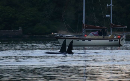 Orca Strangford Lough Ulster by Ronald Surgenor