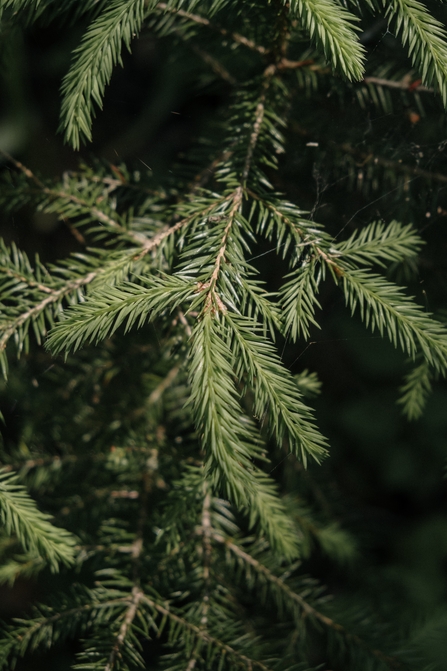 Fir