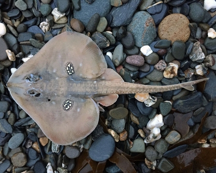 cuckoo ray