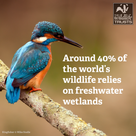 kingfisher wetland