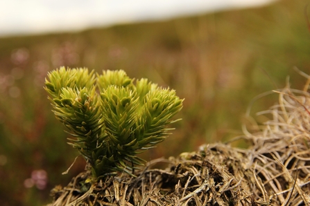 Fir clubmoss, Wildlife Trusts