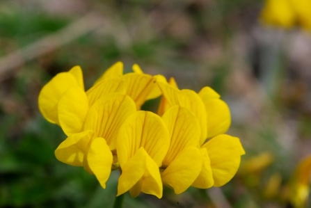 Horseshoe-vetch