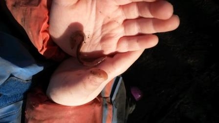 worm