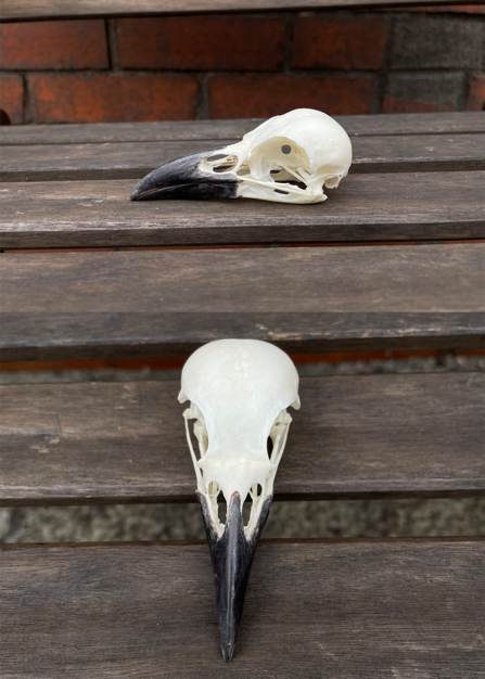 Crow skull