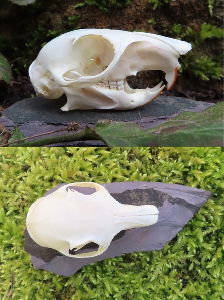 Grey squirrel skull