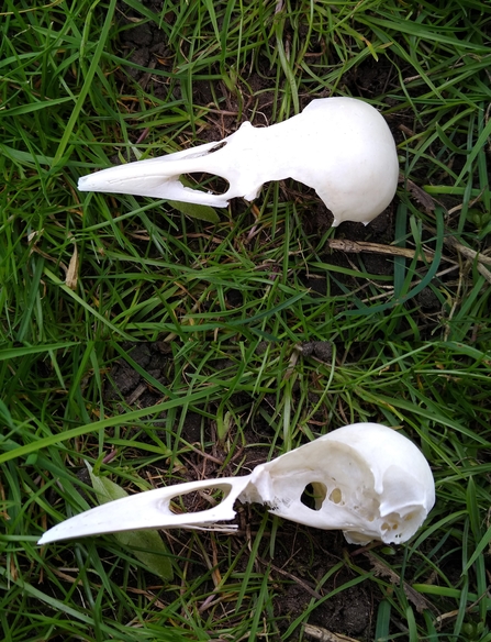 Magpie skull