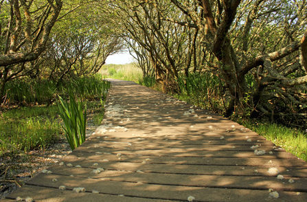 Lower Moors Nature Trail