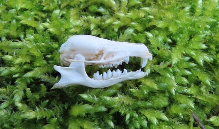 Mole skull