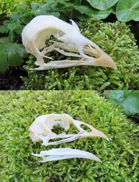 Pheasant skull