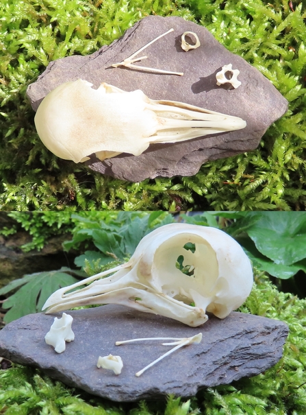 Wood pigeon skull