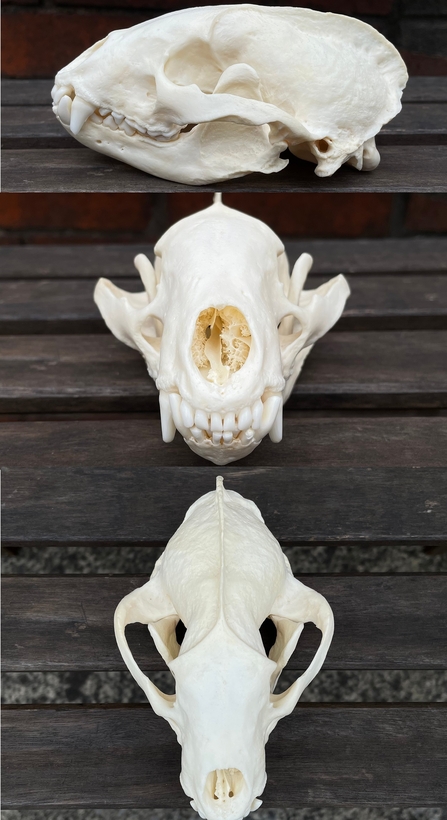 Badger skull