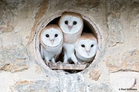 Barn owl