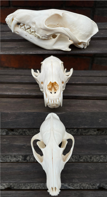 fox skull